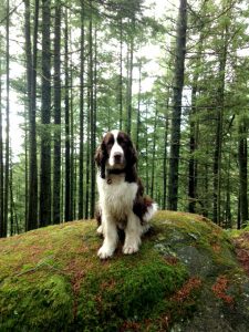 mossy-rock-dog